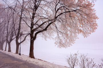 trees in mist on a frosty morning. wonderful urban scenery in wintertime. location linden alley on the embankment of river uzh