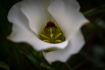 Sego Lily 4