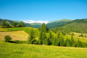 Fototapeta na wymiar mountainous countryside in summertime. grassy field in front on the forest on rolling hills at the foot on the mountain range with alpine meadow beneath a blue sky with clouds