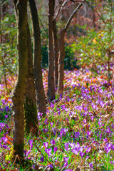 purple crocus bloom in the forest. beautiful nature scenery on a worm sunny day in springtime