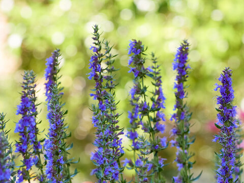 Purple flowers of hyssop (hyssopus officinalis)
