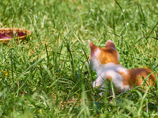 Kitten playing in the grass.