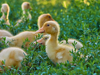 Cute young ducklings on a natural background.