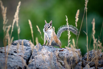 Defiant Chipmunk