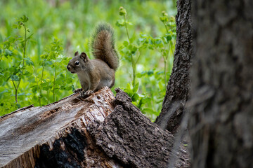 Stumped Squirrel