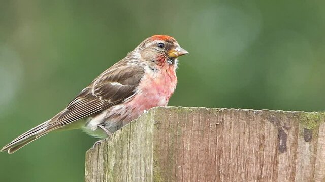 lesser redpoll sitting on a fence in UK 