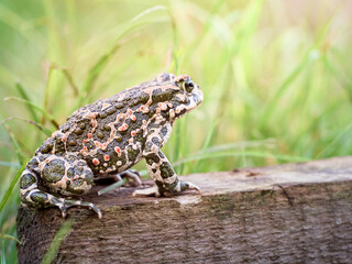 Green toad in the garden.