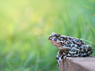 Green toad in the garden.