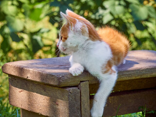 Kitten playing in the garden.