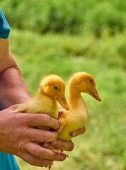 Small ducklings in the hands.
