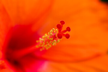 Close up of Red Hibiscus flower.