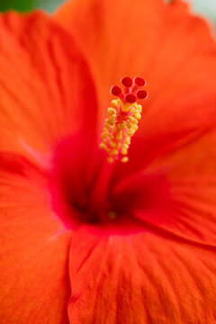 Close up of Red Hibiscus flower.