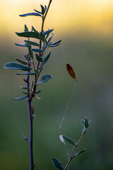 Leaf Suspended in Spider Web