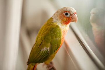 Lovely beautiful parrot, Green cheek conure, pineapple conure