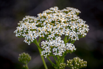 Yarrow Flowers