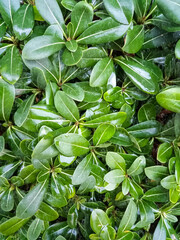 Obraz premium leaves background