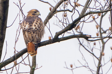 Red tailed Hawk perched on a Branch