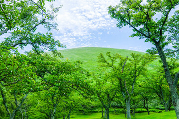 Obraz premium 静岡県伊東市の大室山