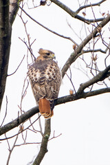 Red tailed Hawk perched on a Branch