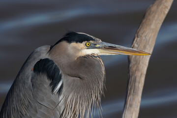 Horizontal close up portrait of Great Blue Heron