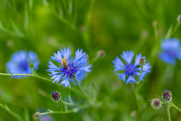 A bee collecting nectar from blue cornflowers.