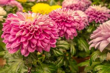 floral background of blooming chrysanthemums in a greenhouse