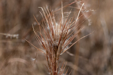 Close Up Of Dry Plant