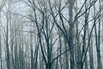 Black And White Abstract Of Trees In Fog