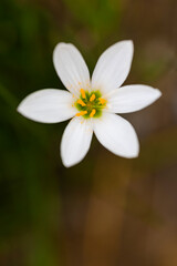 Beautiful white flower in bloom at garden