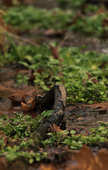 Tree Root Bending Out Of The Ground