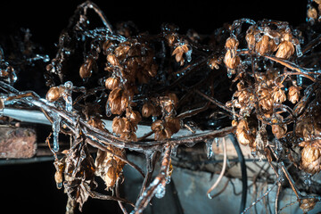 icicles from frozen water in winter