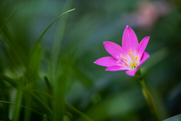 Beautiful Pink flower in bloom at garden