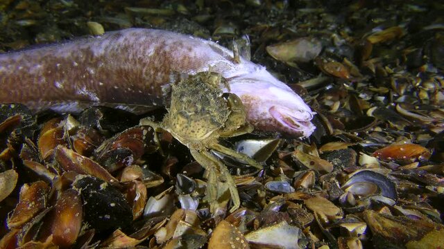 Green crab or Shore crab (Carcinus maenas) eats dead fish, back view.
