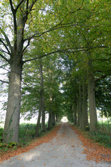Agricultural farm lane lined with beech trees