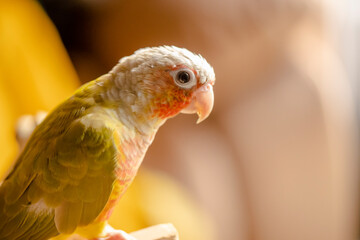 Lovely beautiful parrot, Green cheek conure, pineapple conure