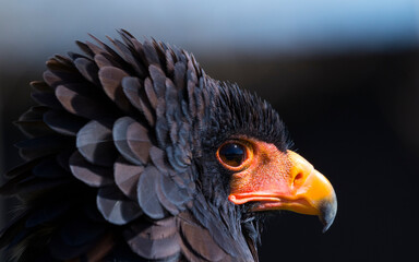 Bateleur (Terathopius ecaudatus)