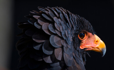 Bateleur (Terathopius ecaudatus)