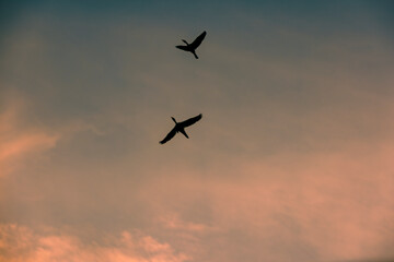 Birds flying over evening clouds