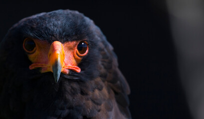 Bateleur (Terathopius ecaudatus)