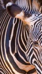 Fototapeta na wymiar Grévy's zebra (Equus grevyi)