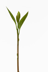Green shoot of an avacado seedling, Persea americana, on a white background
