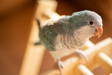 Monk parakeet play time at home