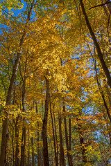 Obraz premium Dramatic Colors Overhead in the Fall