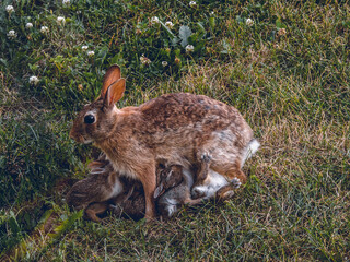 Dusk shot of wild rabbit nursing a litter of kits in a Midwestern meadow