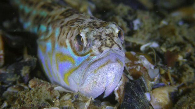 The toxic fish Greater weever (Trachinus draco) actively turns its eyes, portrait, half-shot.