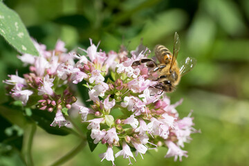 Closeup of honey bee (Apis mellifera) on oregano flowers (Origanum vulgare)