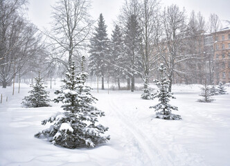 Obraz premium A snowstorm in the Kurakina Dacha park .