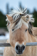 A portrait of a mangily brown or tan colour adult horse with a long blonde mane and dark eyes. The horse has pieces of fur missing from above its nose. There's white snow on the nostrils of the horse.