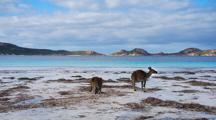Bord de mer - Australie - Cap le Grand - Kangourou - Paradisiaque -  Détente