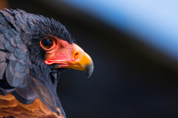 Bateleur (Terathopius ecaudatus)